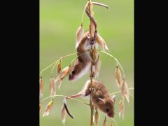Fiona Lee-Harvest mice-Highly Commended.jpg